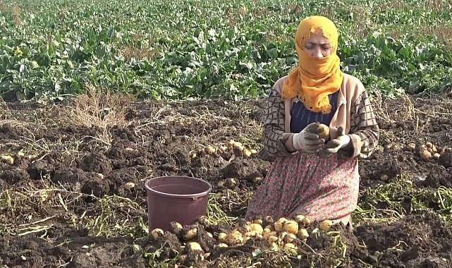 Kadınlar patates hasadının emektarları