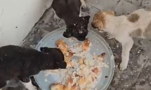 Köpekler donmak üzere iken kurtarıldı