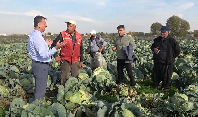 Muş'ta lahana üretiminden 90 milyon lira gelir bekleniyor