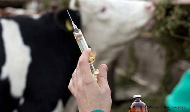 Patnos'ta büyükbaş hayvanlarda aşılama ve işletme güncellemesi başladı