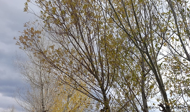 Patnos'ta şiddetli rüzgar ve soğuk hava etkili oldu