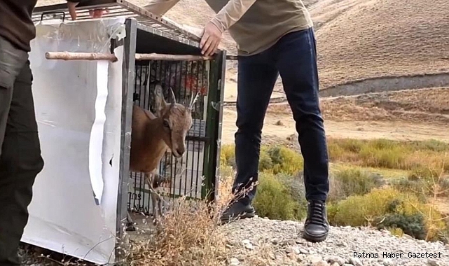 Tedavisi tamamlanan yavru dağ keçisi doğal ortamına bırakıldı