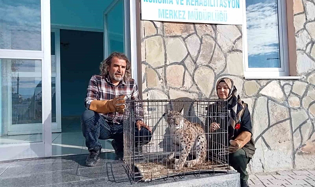 Van' da yaralı vaşak tedavi altına alındı