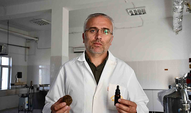 Bal arılarının ürettiği Propolis ayrıştırılıyor