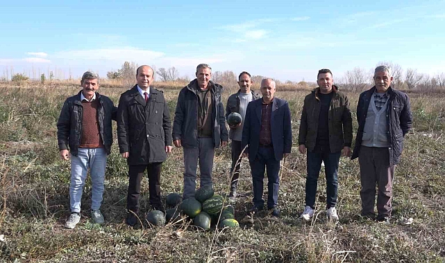 Doğunun Çukurovasında karpuz hasadı