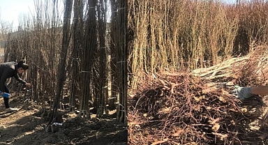 Iğdır'da belirlenen alanlar dışında fidan satışları yasaklandı