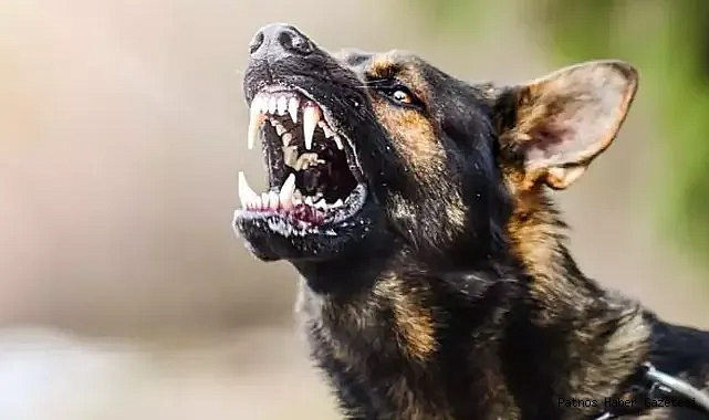 Köpeklerin saldırdığı çocuk ağır yaralandı!