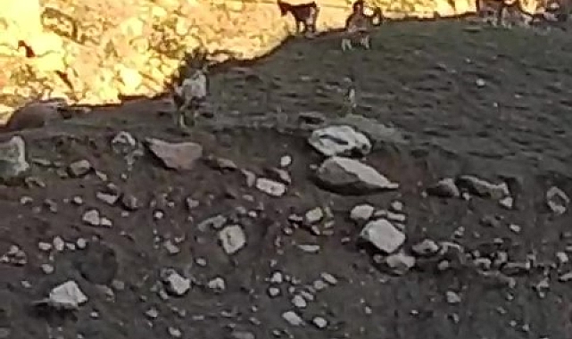 Sürü halinde gezen dağ keçileri objektiflere yakalandı