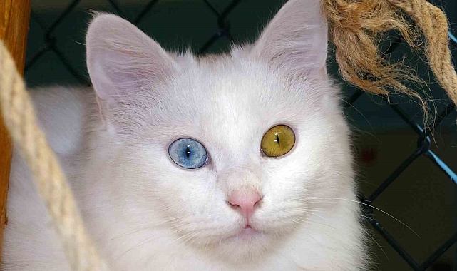 Van Kedi Villasında bu yıl 145 Van kedisi dünyaya geldi