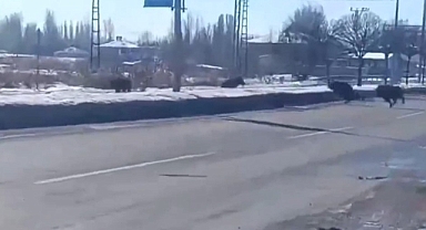 Aç kalan domuzlar Erciş şehir merkezine indiler