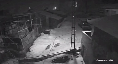 Aç kalan kurt sürüsü köylere dadandı
