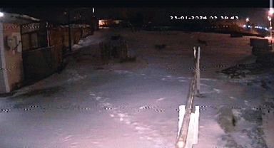 Aç kurtlar köpeğe saldırdı