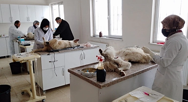 Ağrı Belediyesi Sokak Hayvanlarını Rehabilite Ediyor
