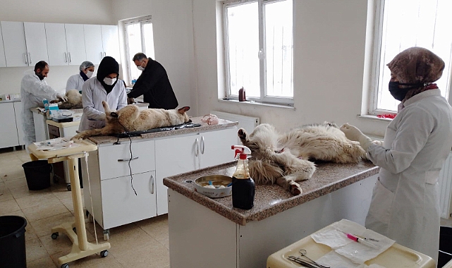 Ağrı Belediyesi Sokak Hayvanlarını Rehabilite Ediyor