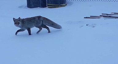 Ağrı'da aç kalan tilkiler şehre inmeye başladı  (Videolu Haber)