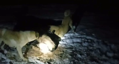 Ağrı'da  çoban köpekleri kurtlara geçit vermedi