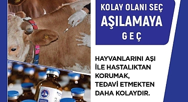 Ağrı’da şap hastalığına karşı aşı dozu bu yıl 3'e yükseltildi, üreticilerden aşı bedeli alınmayacak