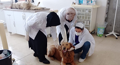 Ağrı'da sokak hayvanları kısırlaştırılarak doğal yaşama bırakılıyor