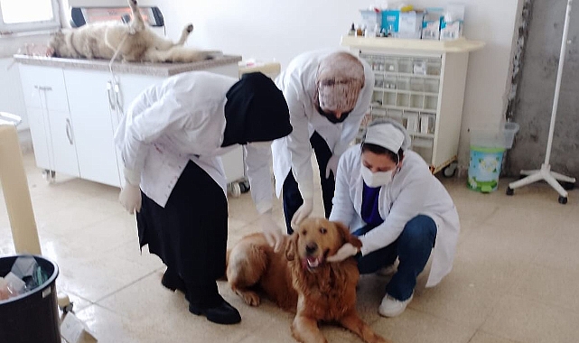 Ağrı'da sokak hayvanları kısırlaştırılarak doğal yaşama bırakılıyor