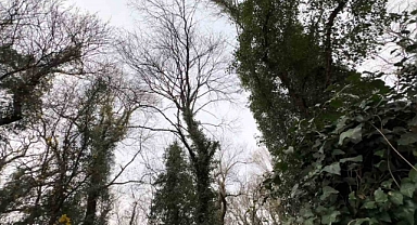 Avrupalıların gözü bu ormanda! Bilim adamı olmayan bu ormana giremiyor!