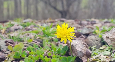 Baharın müjdecisi sardalya çiçeği kış mevsiminde açtı
