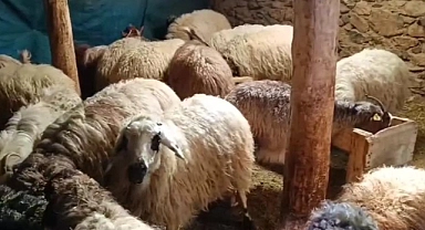 Bahçesaray'da çiftçilerin zorlu mesaisi