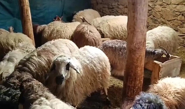 Bahçesaray'da çiftçilerin zorlu mesaisi