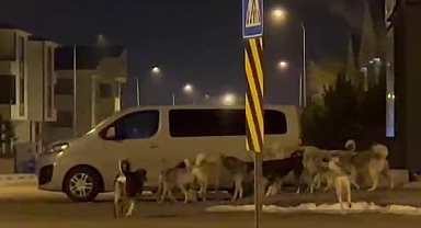 Başıboş Köpekler Sürü Halinde Görüntülendi!