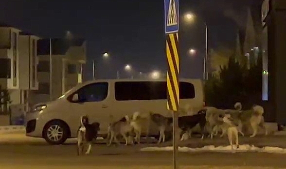 Başıboş Köpekler Sürü Halinde Görüntülendi!