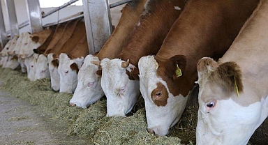 Bayraktar, 2023 yılı ilk 11 ayda toplam 1,2 milyar dolar canlı hayvan ve et ithalatına ödendi