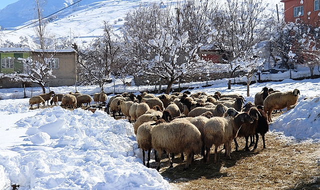 Besicilerin Kış mesaisi!