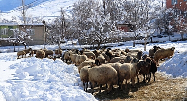 Besicilerin zorlu kış mesaisi başladı