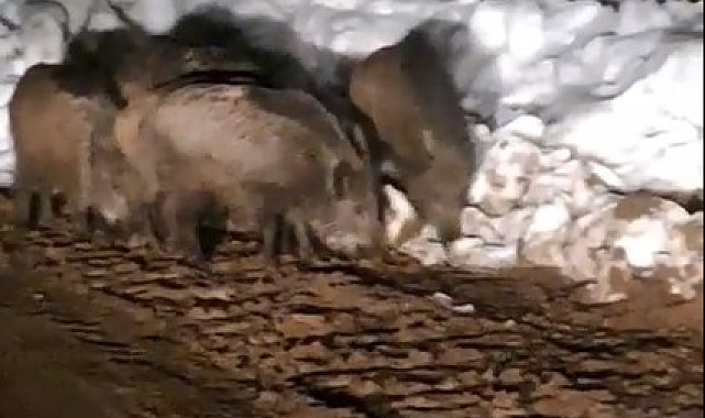 Bitlis'te yiyecek arayan domuz sürüsü köy yolunda görüntülendi