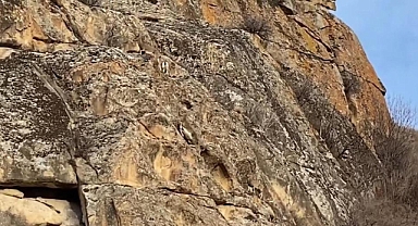 Dağ keçileri yol kenarına indi