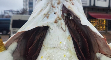 Elazığ’da ağa takılan yaklaşık 2 metrelik dev turna şaşırttı: Tam 28 yaşında