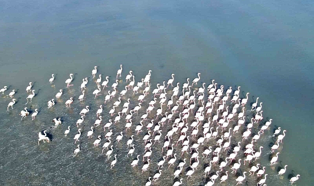 Havanın Sıcak Geçmesi Flamingoları Van Gölü Havzasında Kalmayalarına Neden Oldu