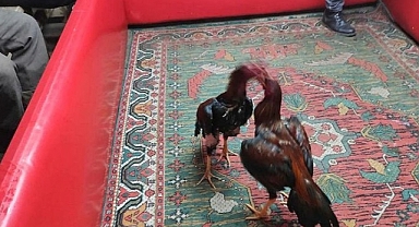 Horoz dövüştüren 11 kişiye ceza yağdı