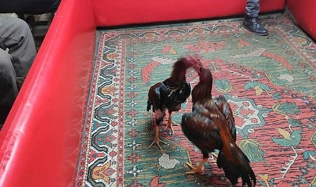 Horoz dövüştüren 11 kişiye ceza yağdı