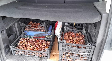 Iğdır'da 50 kilo Çin kestanesi ele geçirildi