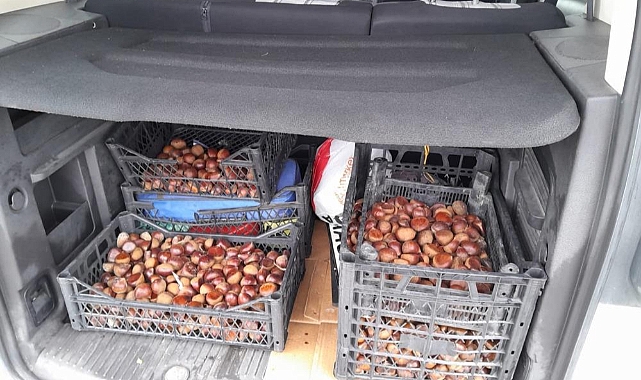 Iğdır'da 50 kilo Çin kestanesi ele geçirildi