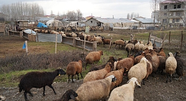 Kar yağmaması besicilere tasarruf sağlıyor