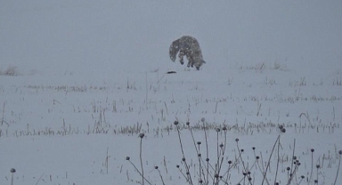 Kars'ta tilkilerin av mesaisi başladı