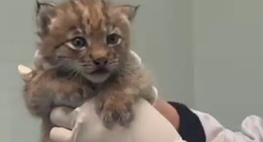 Kars'ta yavru vaşak Ani, doğal ortama bırakıldı