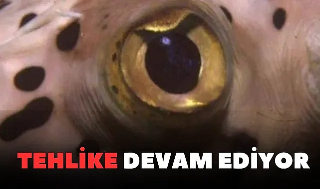 Kastamonu, Trabzon, Rize, Samsun, Sinop, Amasya, Artvin, Bolu, Giresun, Gümüşhane, Ordu, Zonguldak. Tehlike devam ediyor