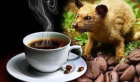 Kopi Luwak'dan elde edilen kahve türü Kg si 300 dolar dan alıcı buluyor!