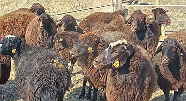 “Köyümde Yaşamak İçin Bir Sürü Nedenim Var” projesi yeniden başladı