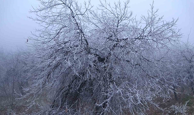 Malatya'da kırağı ağaçları ve bitkileri beyaza bürüdü