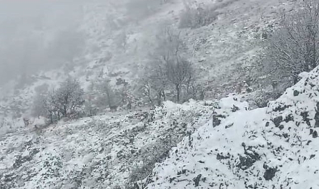 Malatya'da yem arayan yaban keçileri görüntülendi