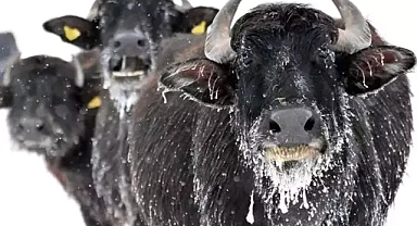 Mandaların Kaz Gölü'nün Dibindeki Taze Yosunları Yemek İçin Verdiği Mücadele