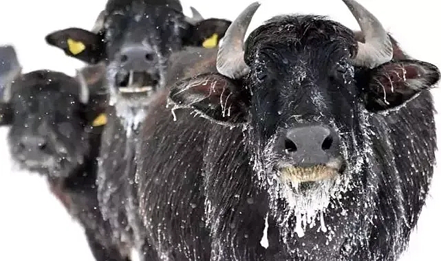 Mandaların Kaz Gölü'nün Dibindeki Taze Yosunları Yemek İçin Verdiği Mücadele
